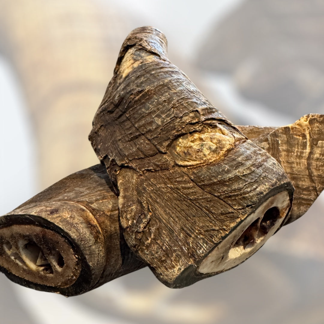 I Like Big Butts - Goat Horn Butts