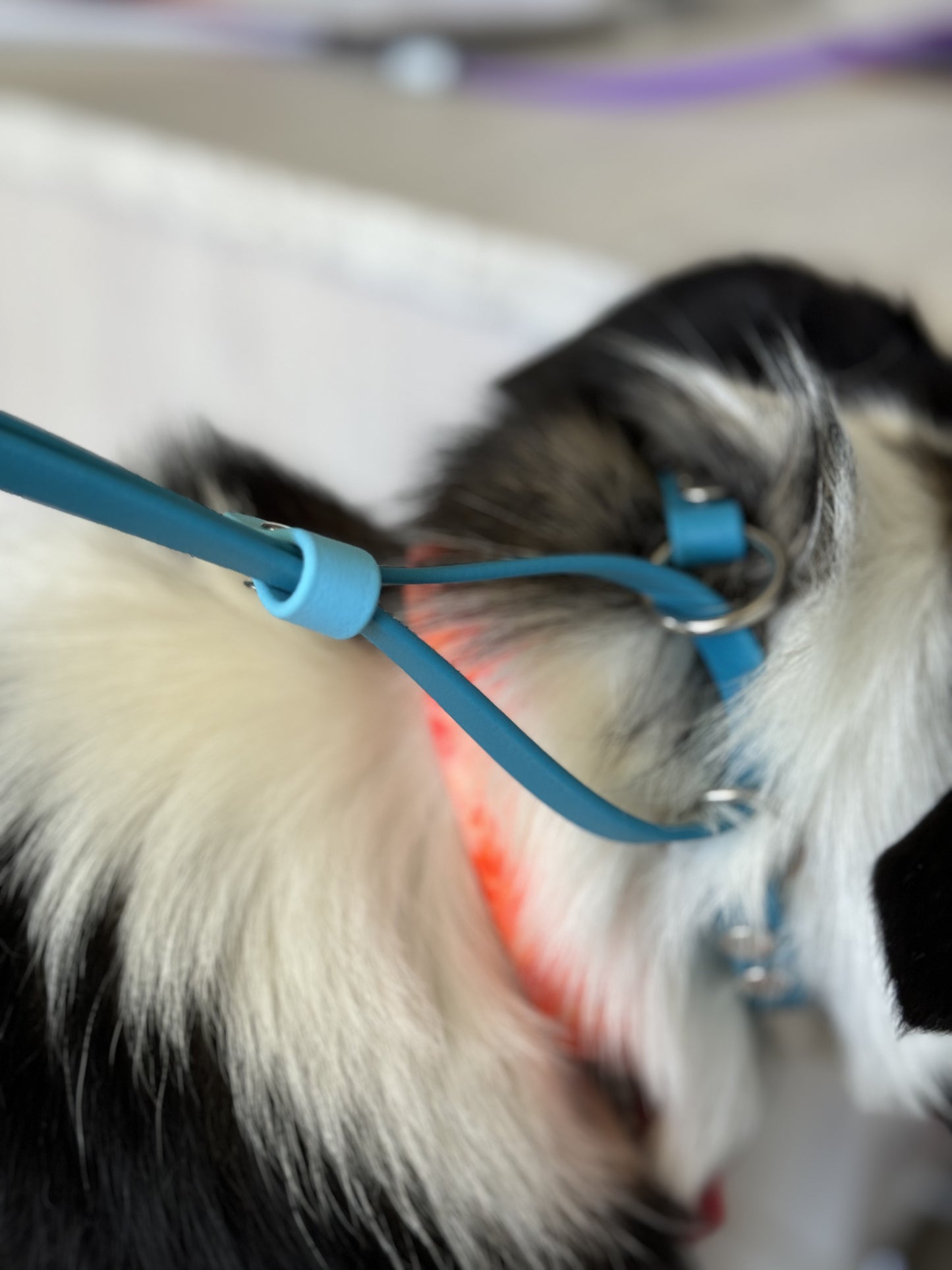 BioThane Head Halters - Figure 8 look