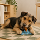 BUY One GET 50% off one  -FIBHOLDER, ICEBOO, Snack FIBOONE,