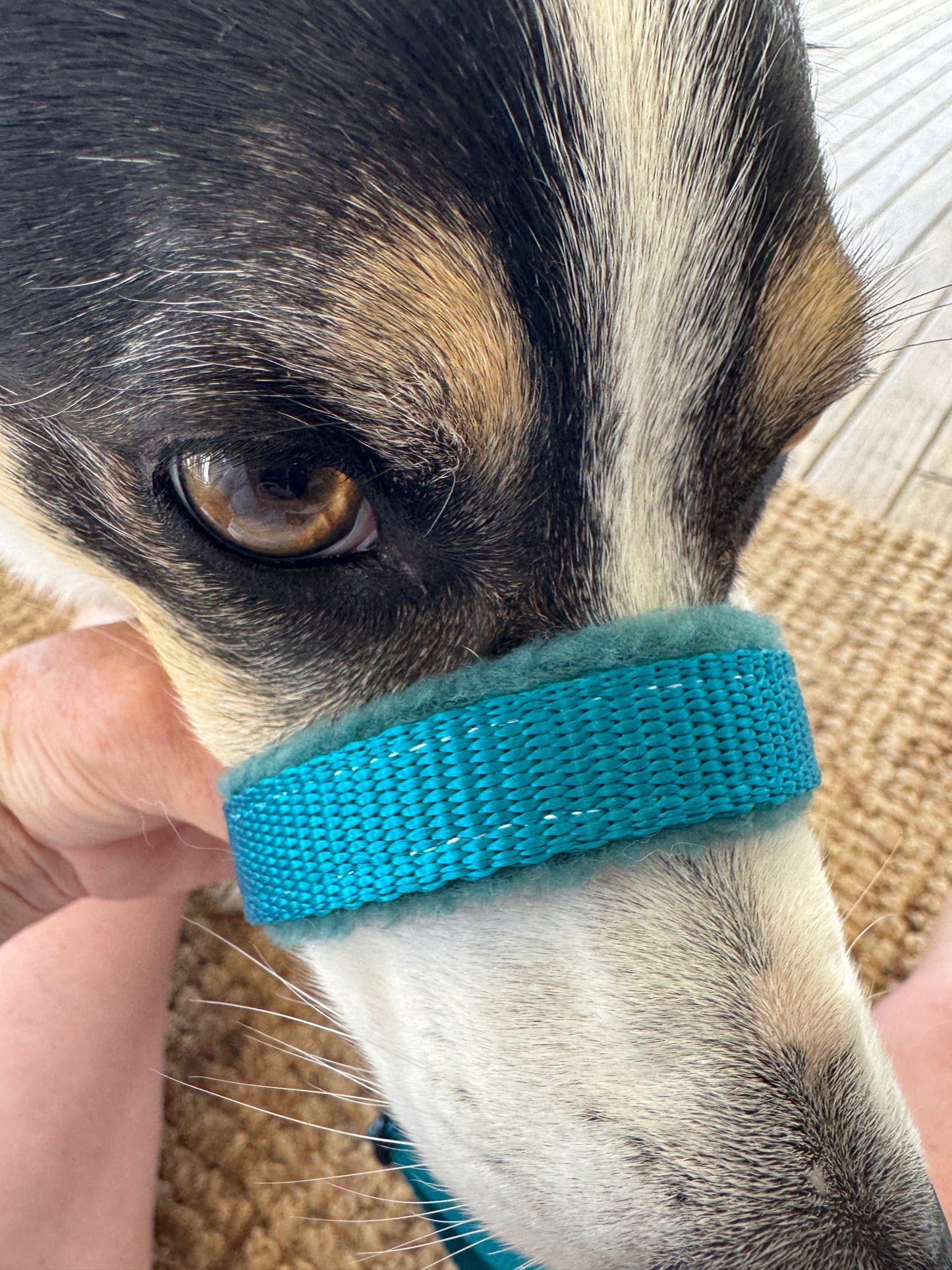 Head Halters - Medium - Figure 8