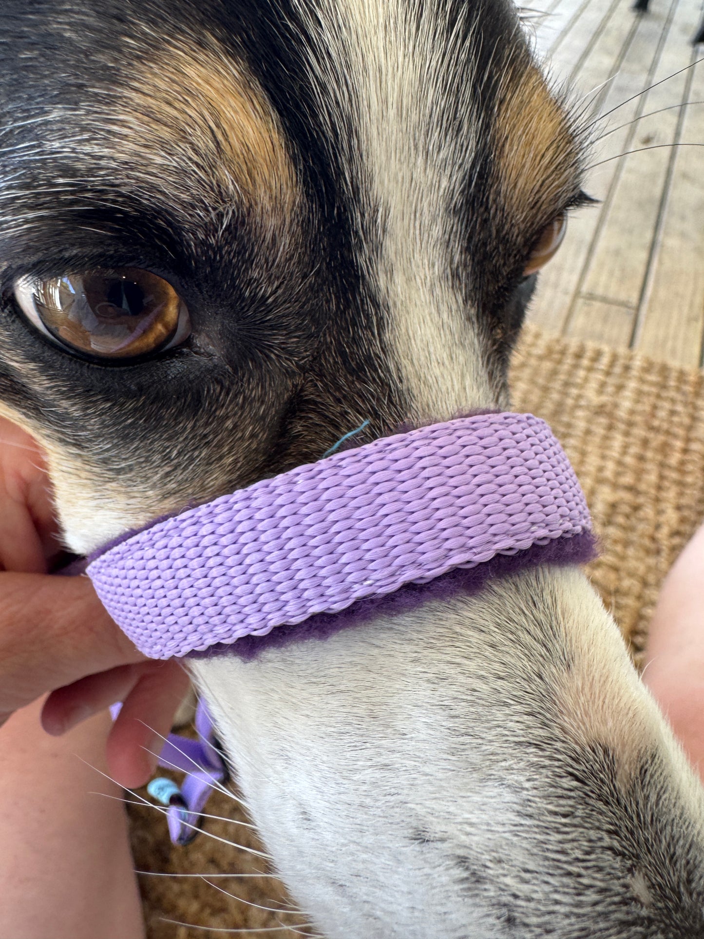 Head Halters - Medium - Figure 8