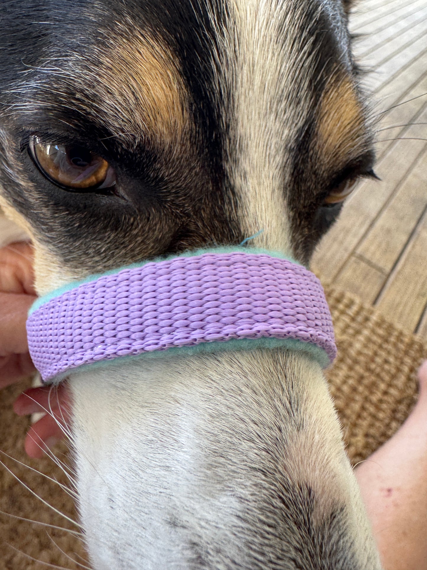 Head Halters - Medium - Figure 8