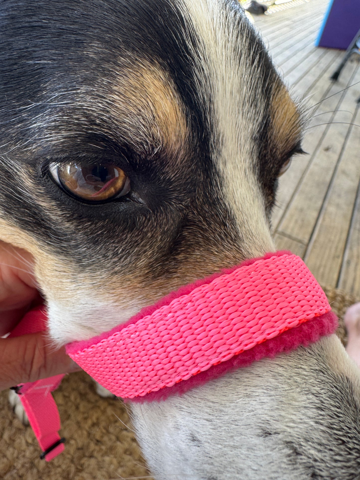 Head Halters - Medium - Figure 8