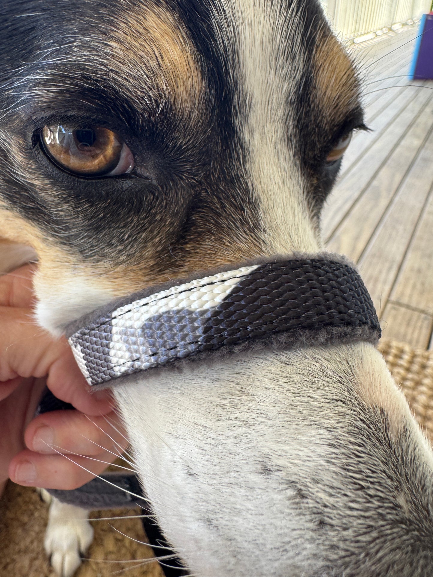 Head Halters - Medium - Figure 8