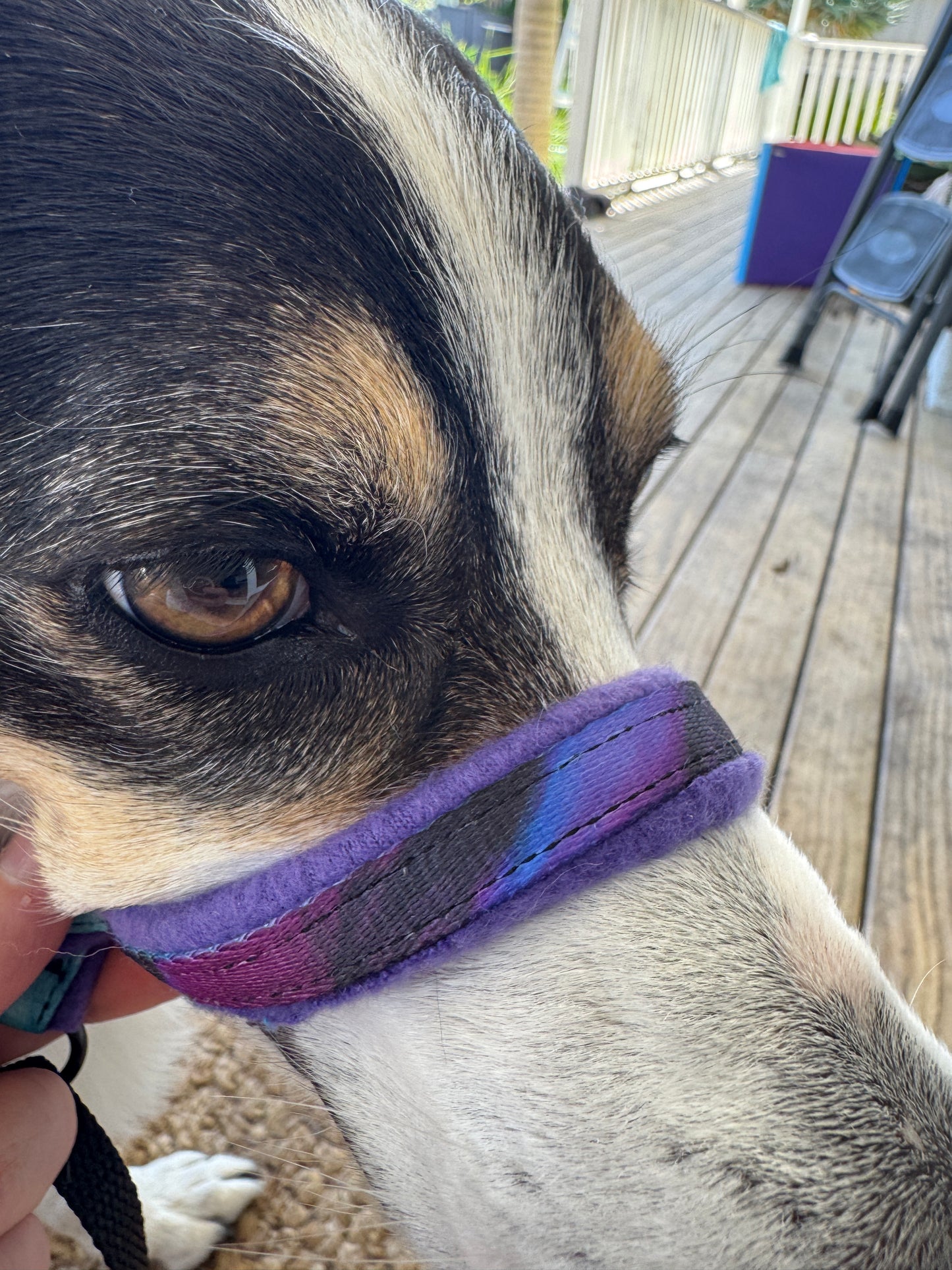 Head Halters - Medium - Figure 8