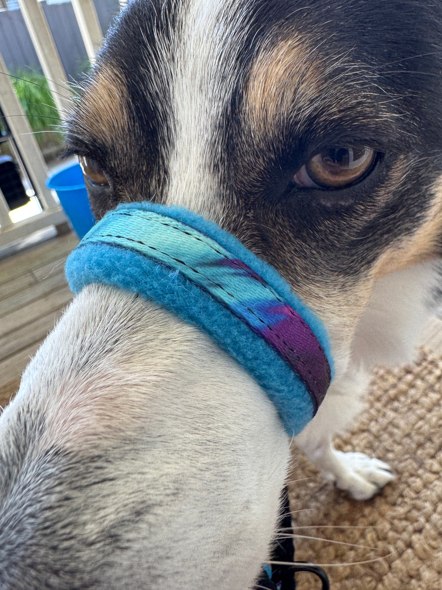 Head Halters - Small - Figure 8