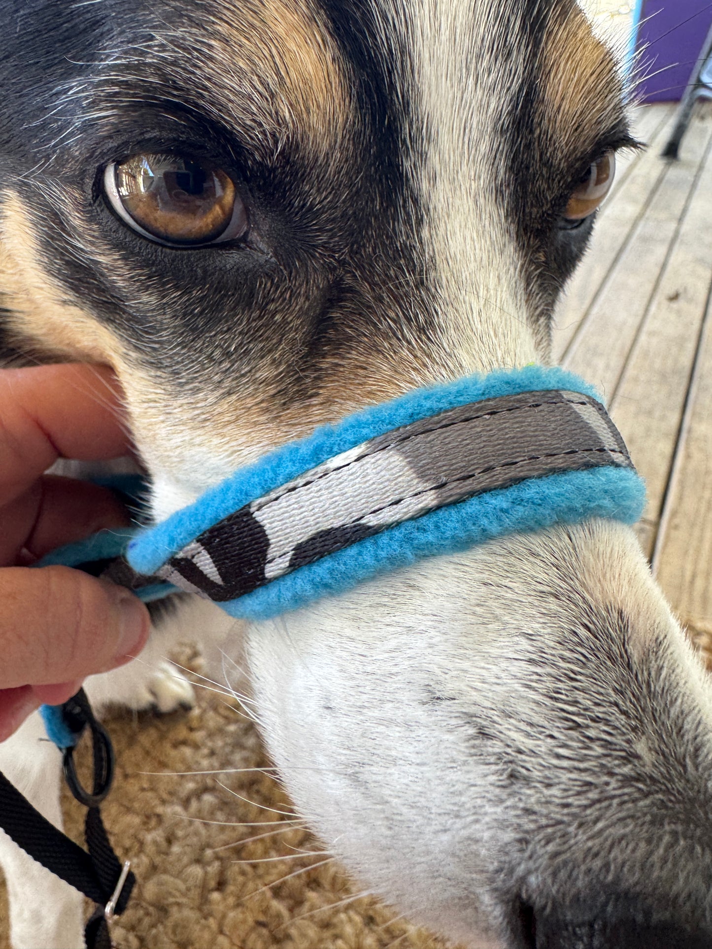 Head Halters - Medium - Figure 8