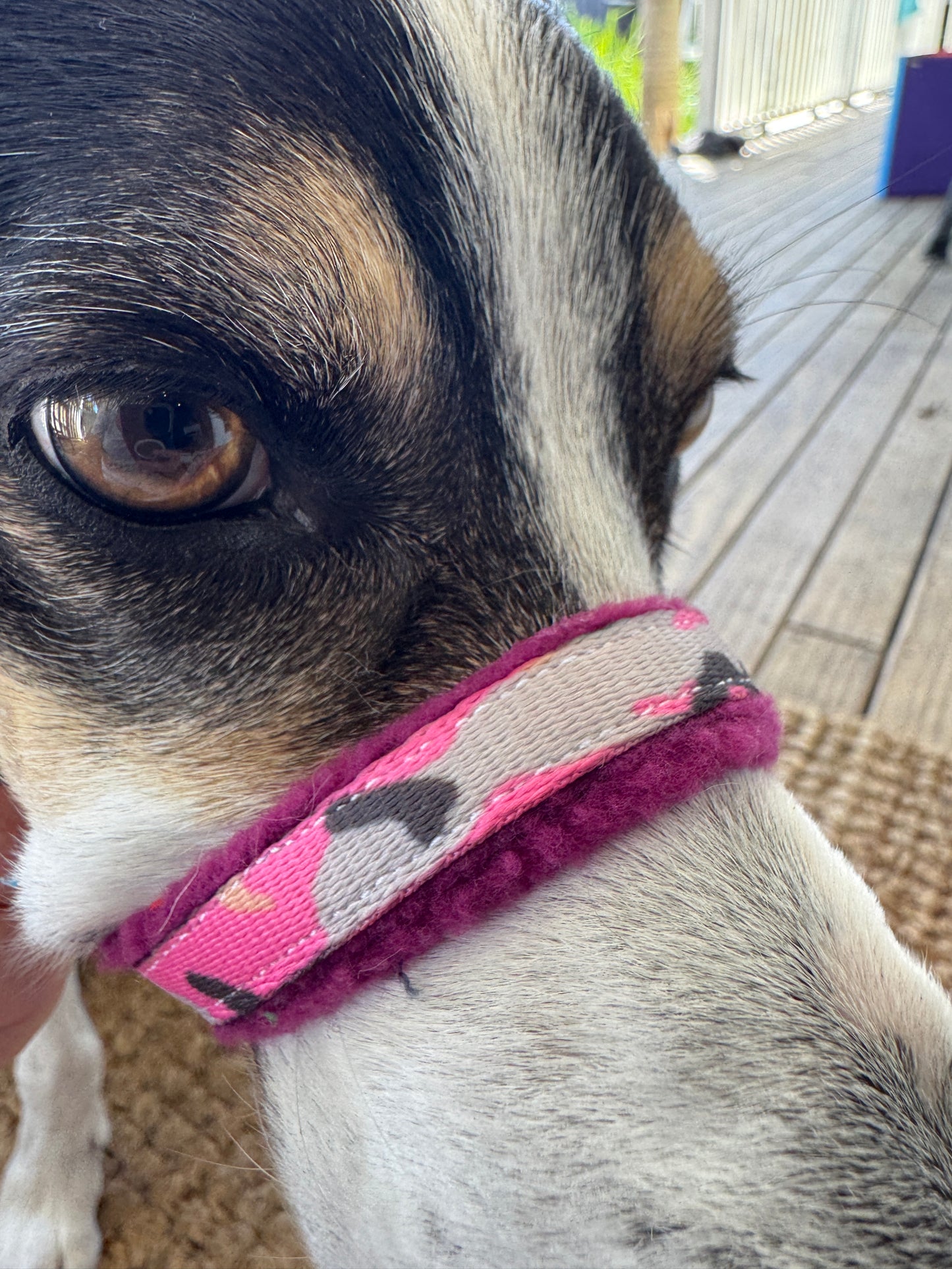 Head Halters - Small - Figure 8