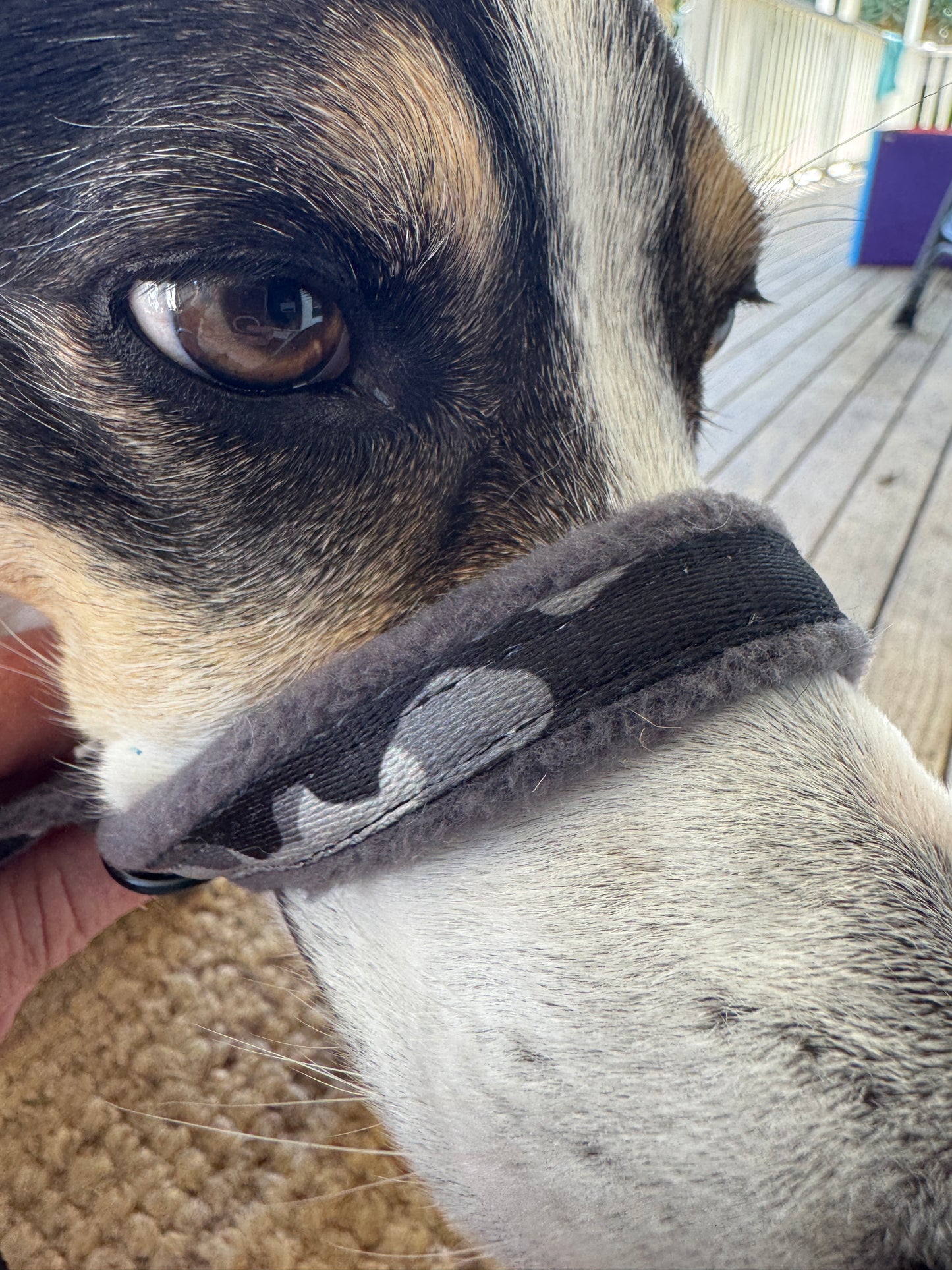 Head Halters - Small - Figure 8