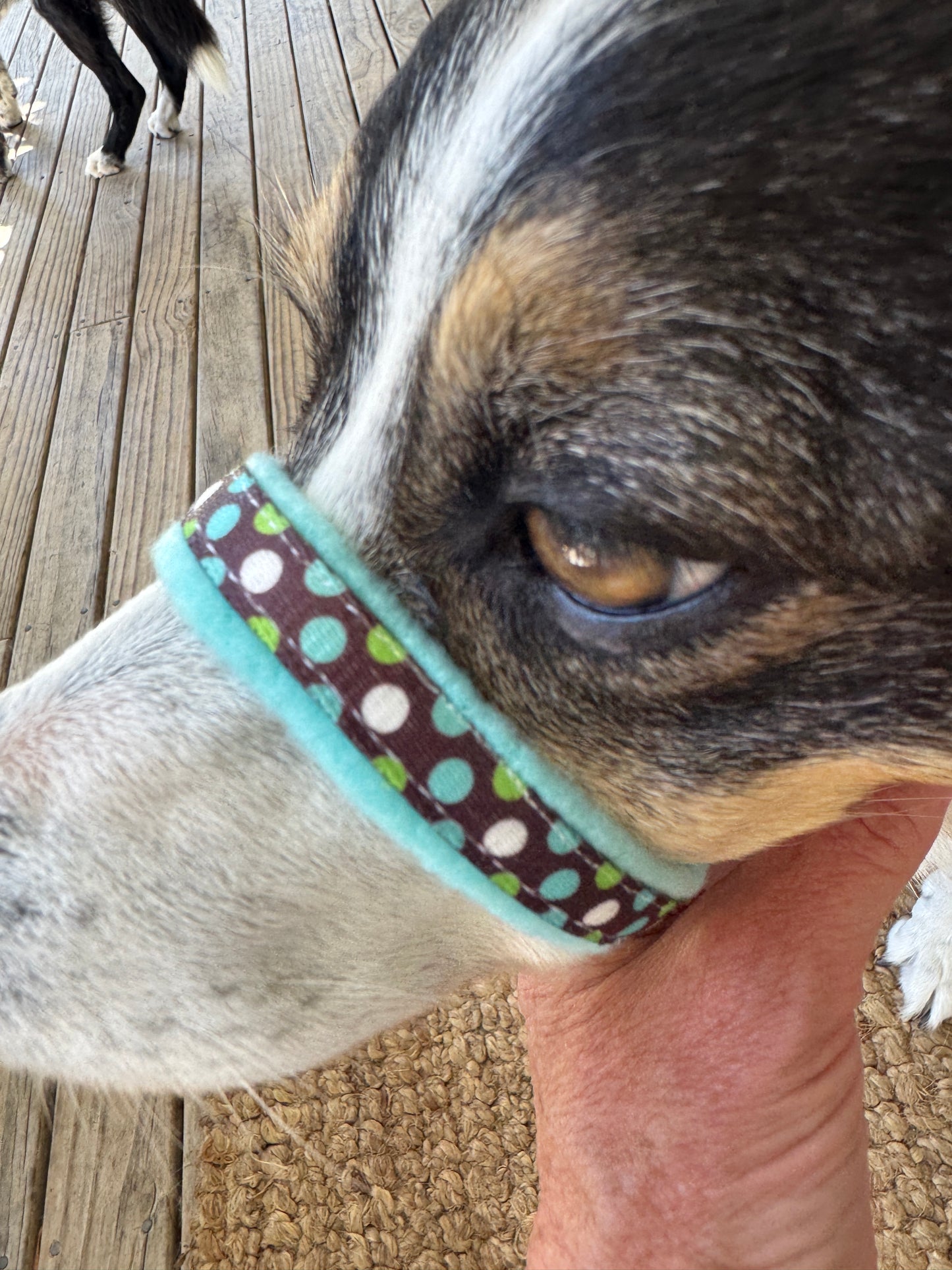 Head Halters - Small - Figure 8