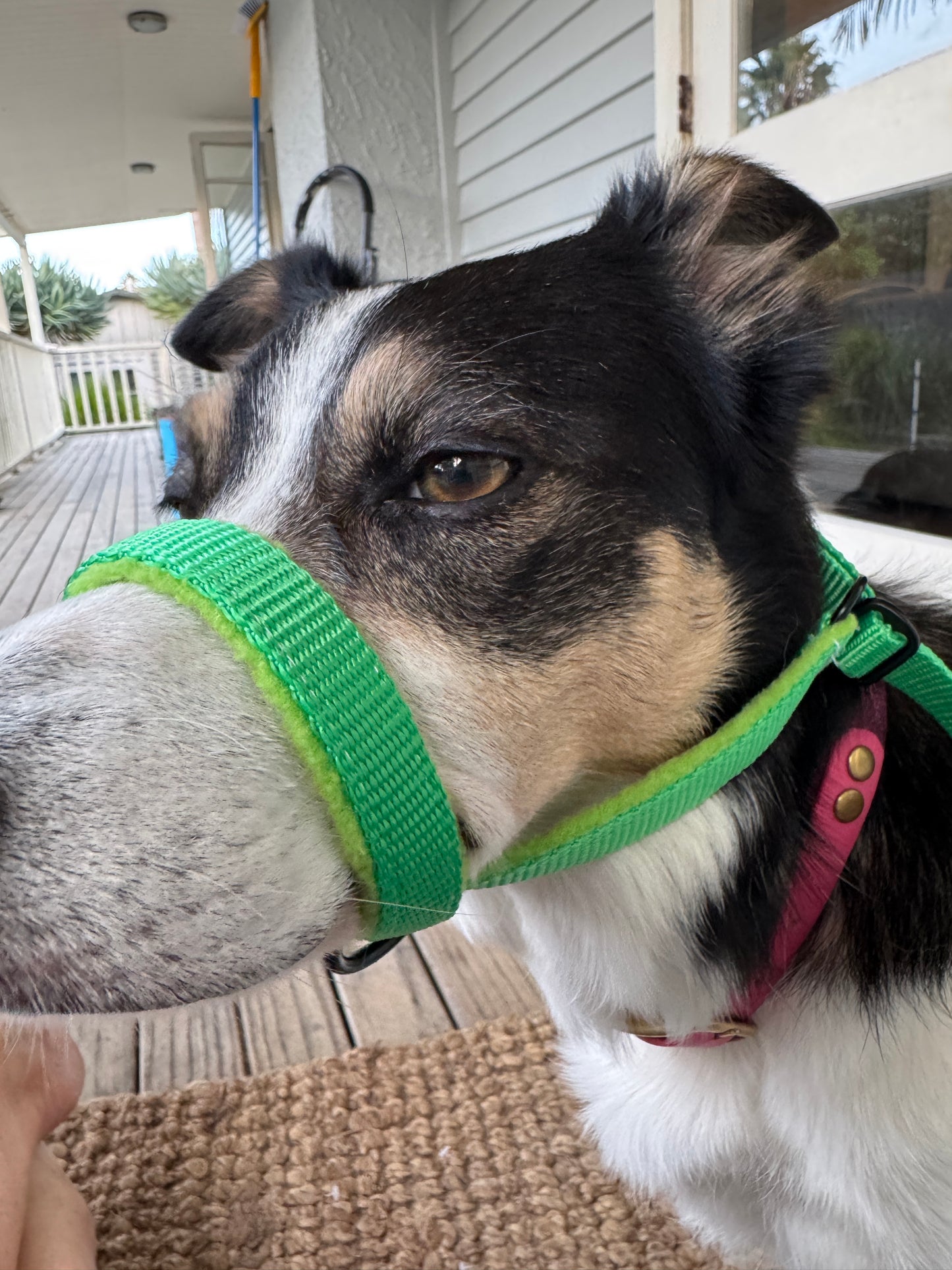 Head Halters - Medium - Figure 8