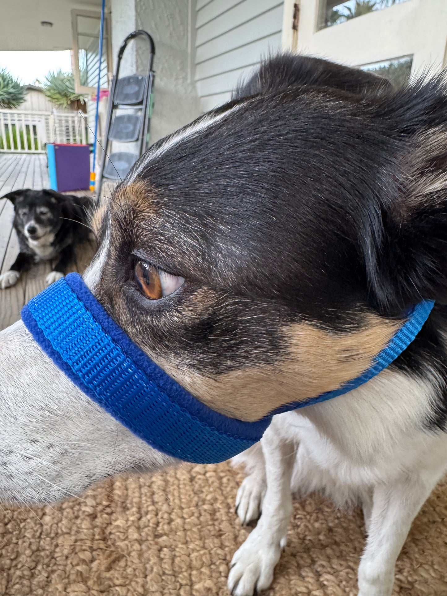 Head Halters - Medium - Figure 8