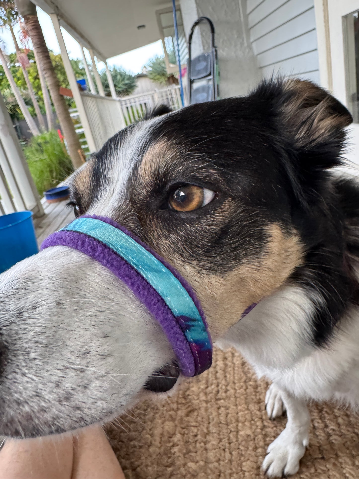 Head Halters - Medium - Figure 8